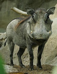 Warthog-Doofaar