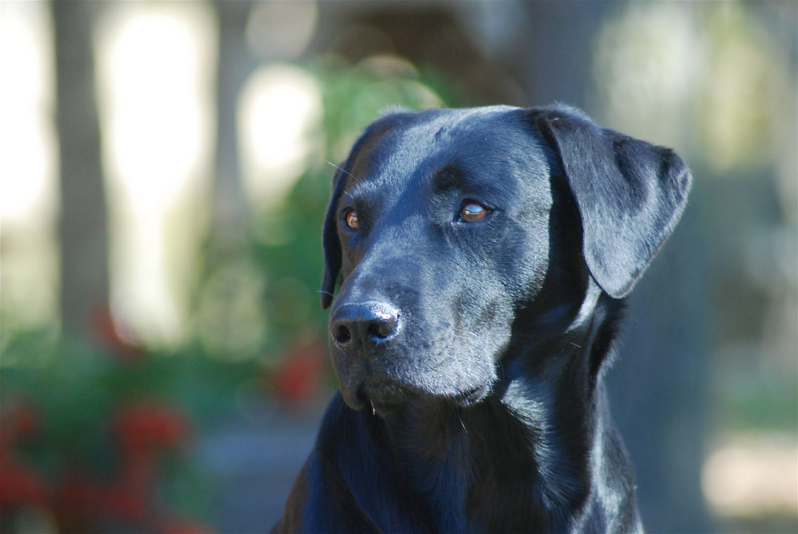 Vicki Wood, JD Photography Labrador Retriever