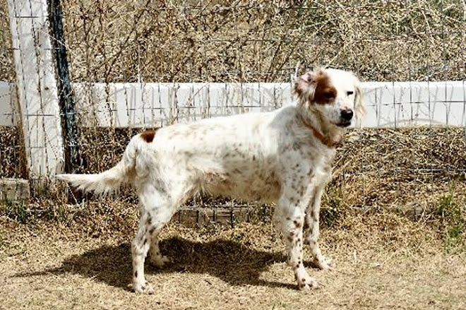 MEAGHAN - Field bred English Setter - COLORADO