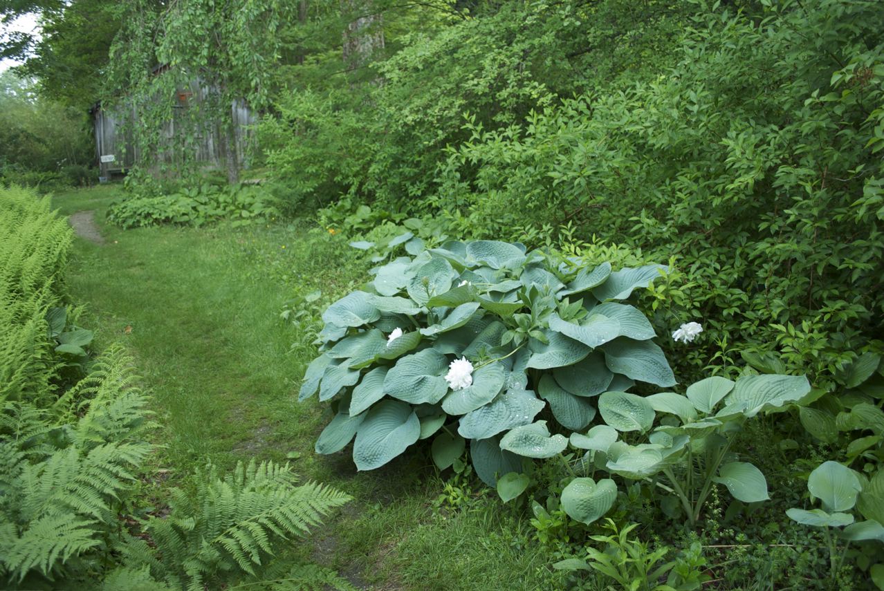 Flower Hill Farm Seasonal Musings Part Seven Farmhouse Front Garden West