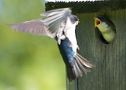 vll parenting bird tree swallows fledglings observing calm able peace babies father enjoy around she