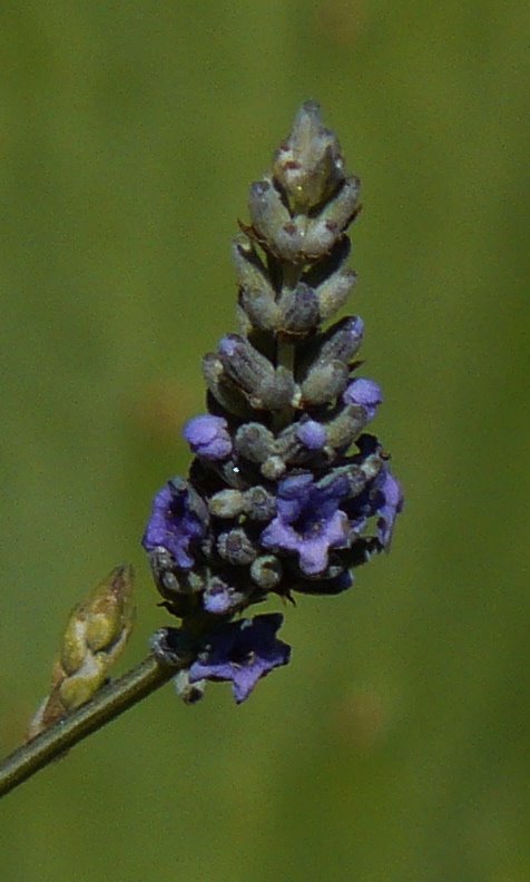 [Lavender+Lavandula+angustifolia.JPG]