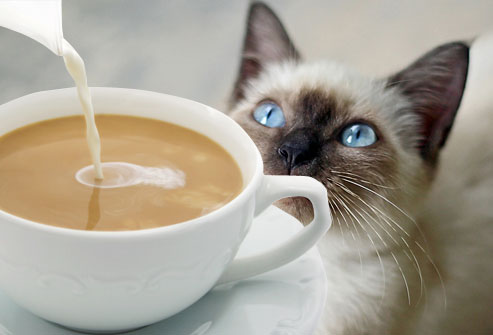кошки и кофе *зевая*