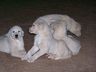 Akbash Dog Lovers: How Well Is Your Akbash Groomed?