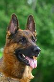 Dog Training