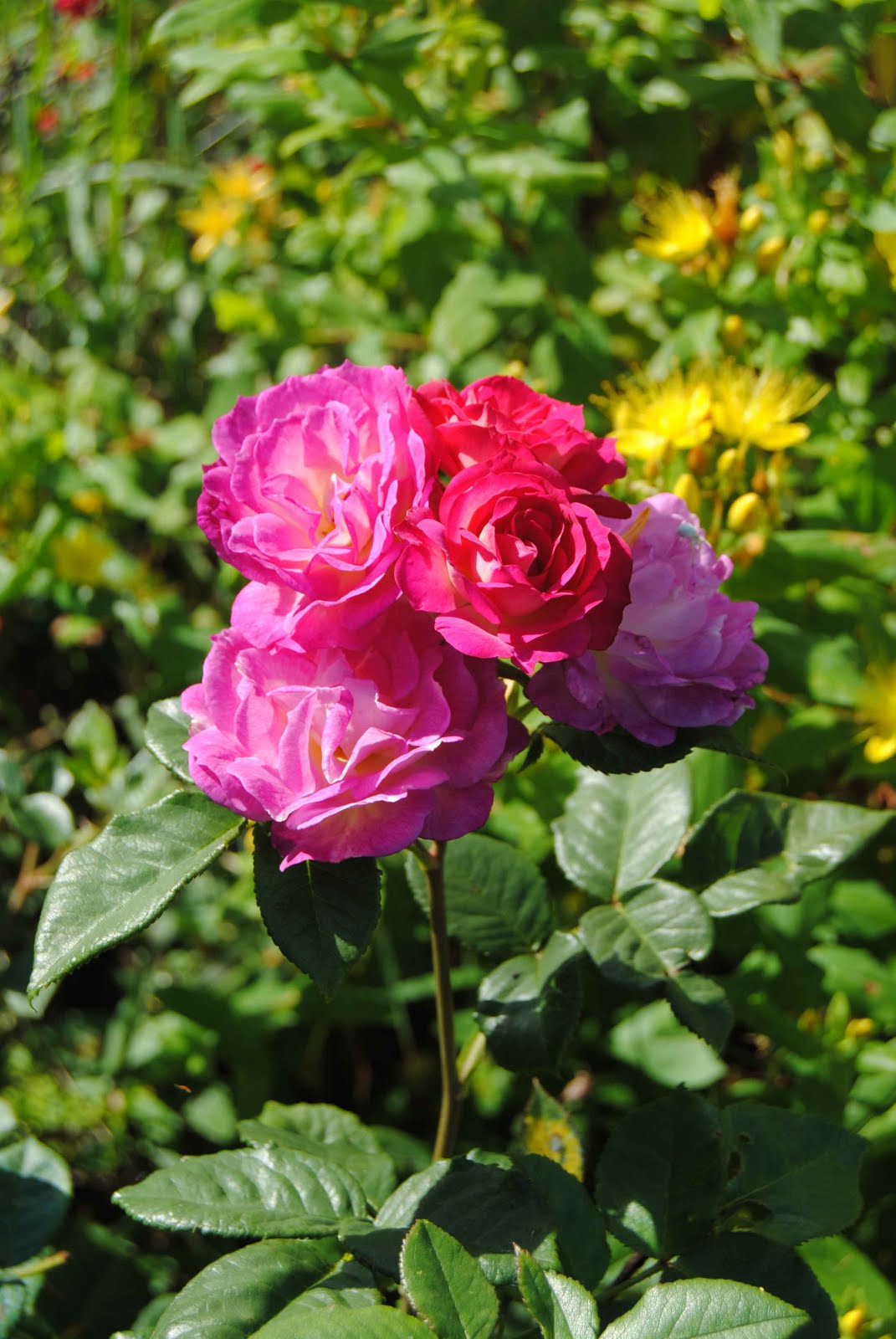 Bretagne-Bilder: Blumen im August