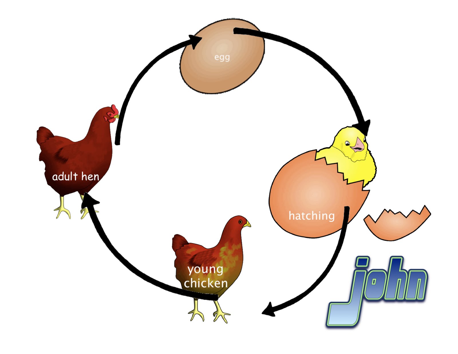 Питание будущего цыпленка. Жизненный цикл курицы для детей. Стадии развития курицы. Цикл развития птиц. Цикл развития цыпленка.