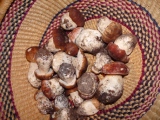 P1020195.JPG