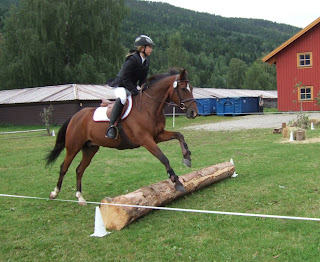 New Forest Norge: Flere Seljord-ponnier