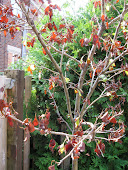 Dead Hawthorn (Crataegus x mordenensis 'Toba'))