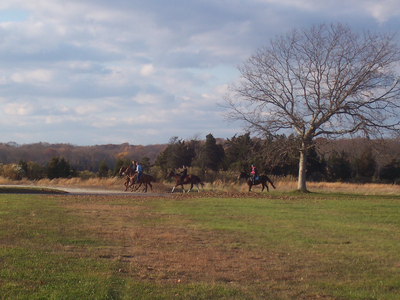 [hammonaset_horses2.jpg]