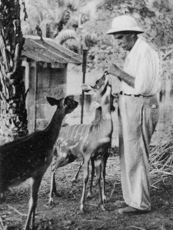 [albert-schweitzer-french-theologian-philosopher-physician-and-music-scholar-with-his-antelopes.jpg]