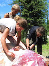 pulling hide from a buffalo with stone tools