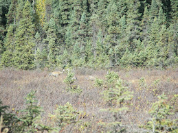 Sandhill Cranes