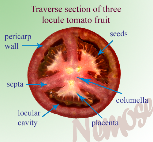 [tomato-fruit-anatomy.png]