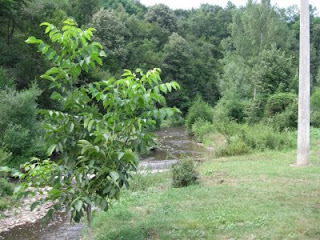 Moj Zavičaj: Plums and River (Šljive i Kozaračka reka)