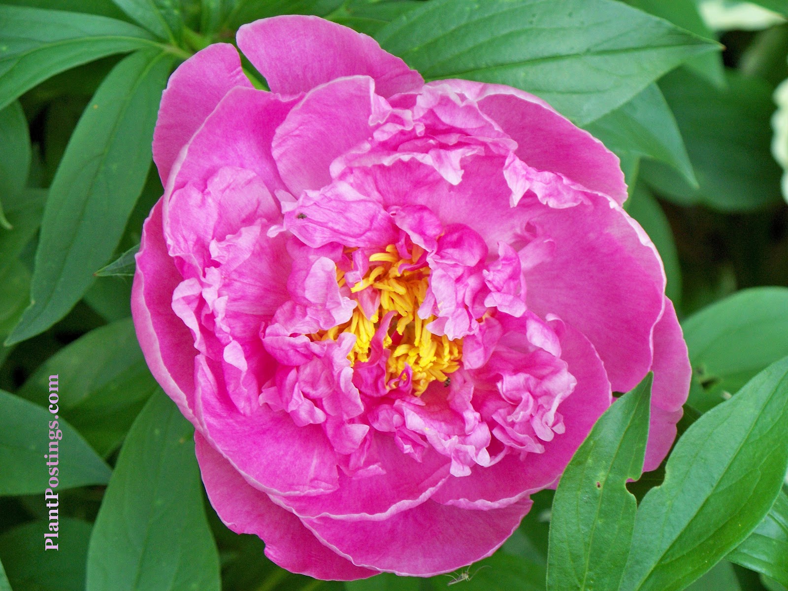 PlantPostings Plant of the month Peony