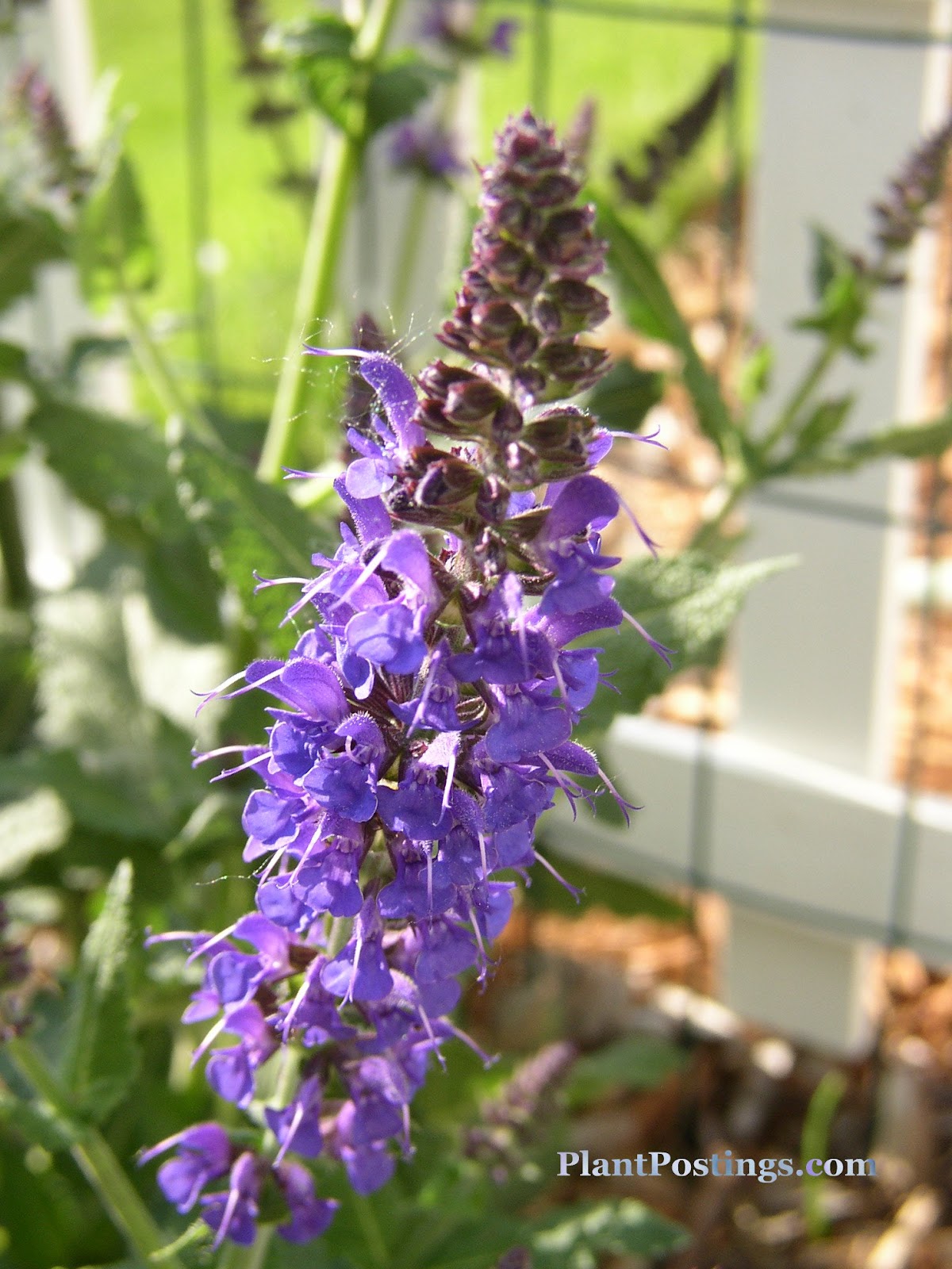 PlantPostings A story about Peter Rabbit
