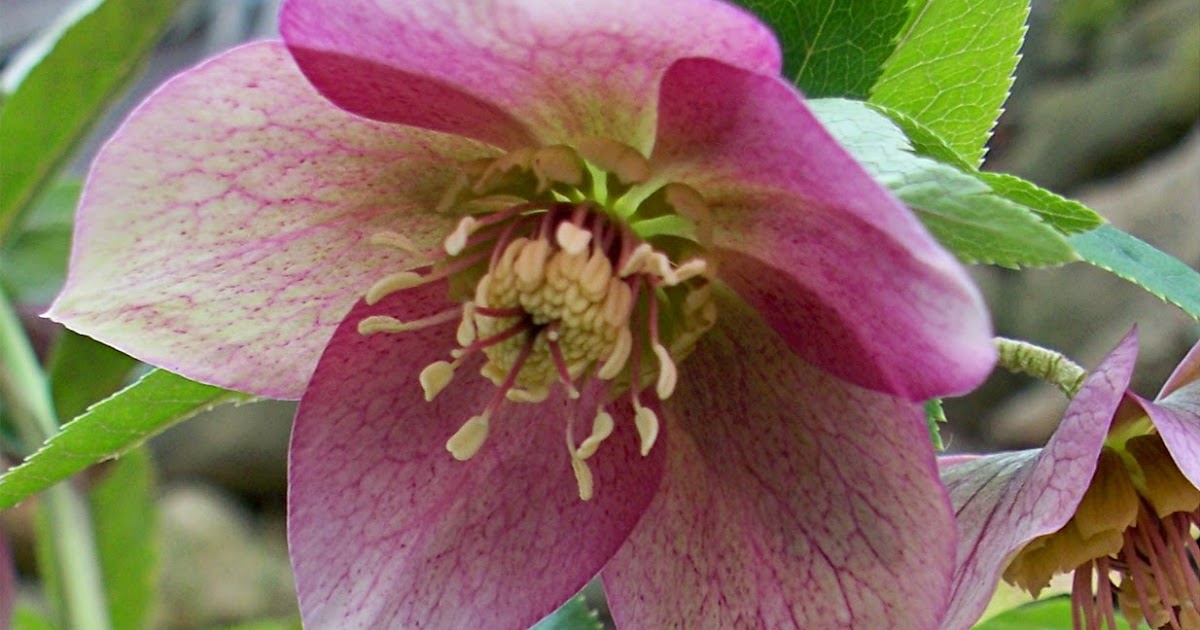 PlantPostings Plant of the month Hellebore