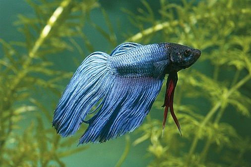 [betta-main_Full.jpg]
