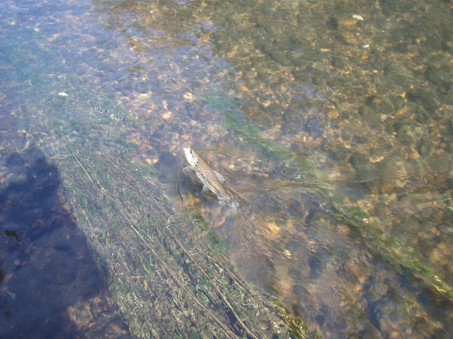 trucha+en+algas.JPG