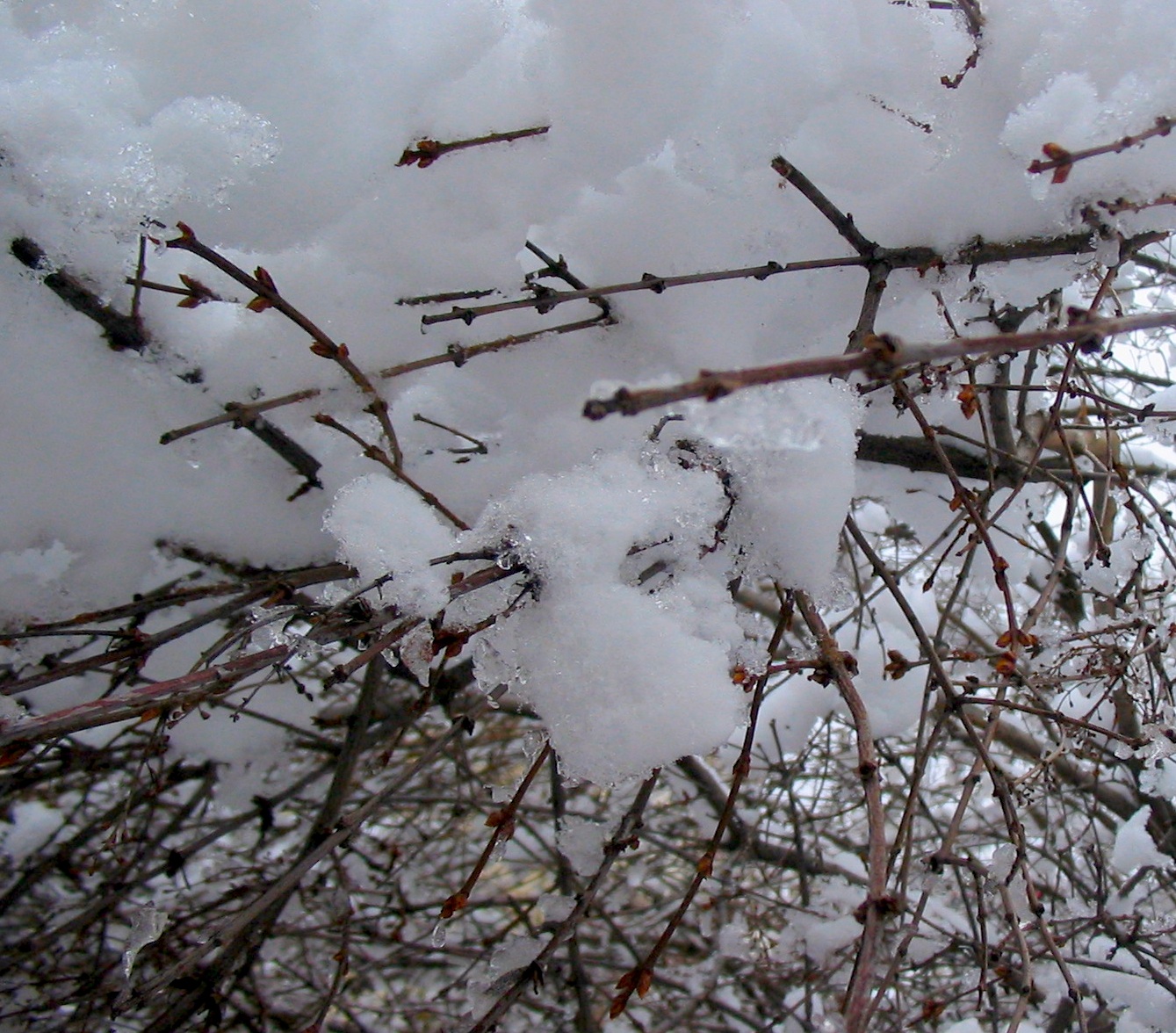 [best+snow+on+lilacs+12:07.jpg]