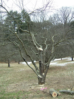 WNC Vegetable and Small Fruits News: Pruning Trees at the Biltmore Estate