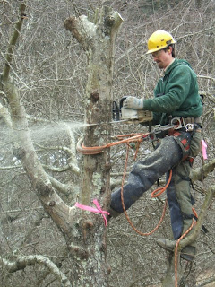 WNC Vegetable and Small Fruits News: Pruning Trees at the Biltmore Estate WNC Vegetable and Small Fruits News: Pruning Trees at the Biltmore Estate