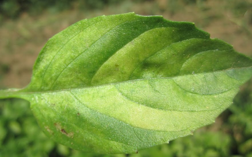 WNC Vegetable and Small Fruits News Basil Downy Mildew