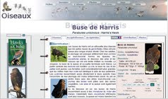 http://www.oiseaux.net/oiseaux/buse.de.harris.html