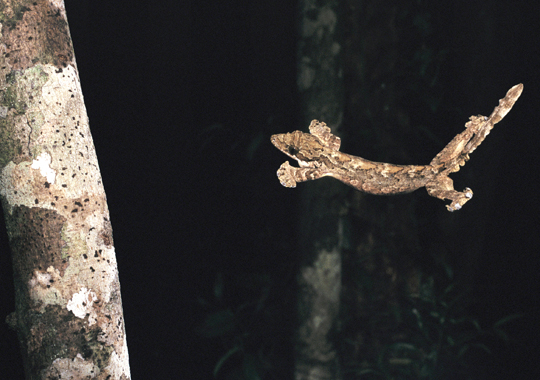 FLYING GECKO