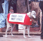 Greyhound Racing SUCKS