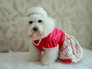 dogdressedasfunnyoldlady.jpg