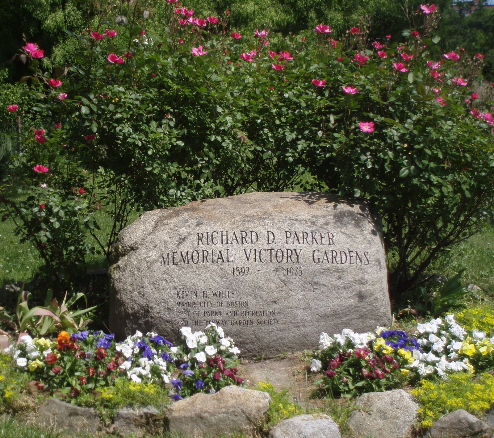 Community Garden Plot at the Fenway Victory Gardens! Traditional Medicine