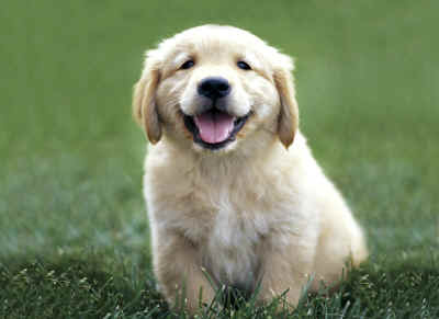 Golden_Retriever.jpg