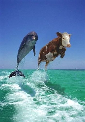 [delfin+vaca.bmp]