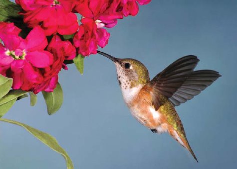 NAMC montessori summer activities hummingbird butterfly garden