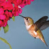Montessori Summer Activities: Growing a Hummingbird and Butterfly Habitat