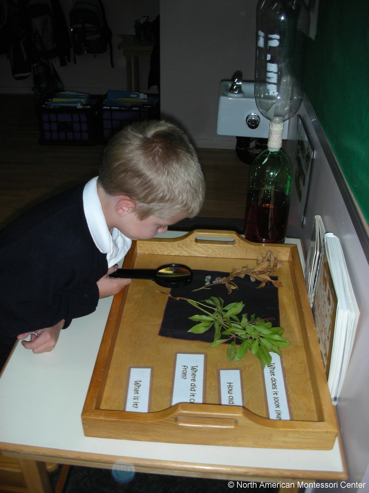 NAMC montessori prepared environment classroom six aspects explained boy studying botany