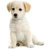 a sweet puppy