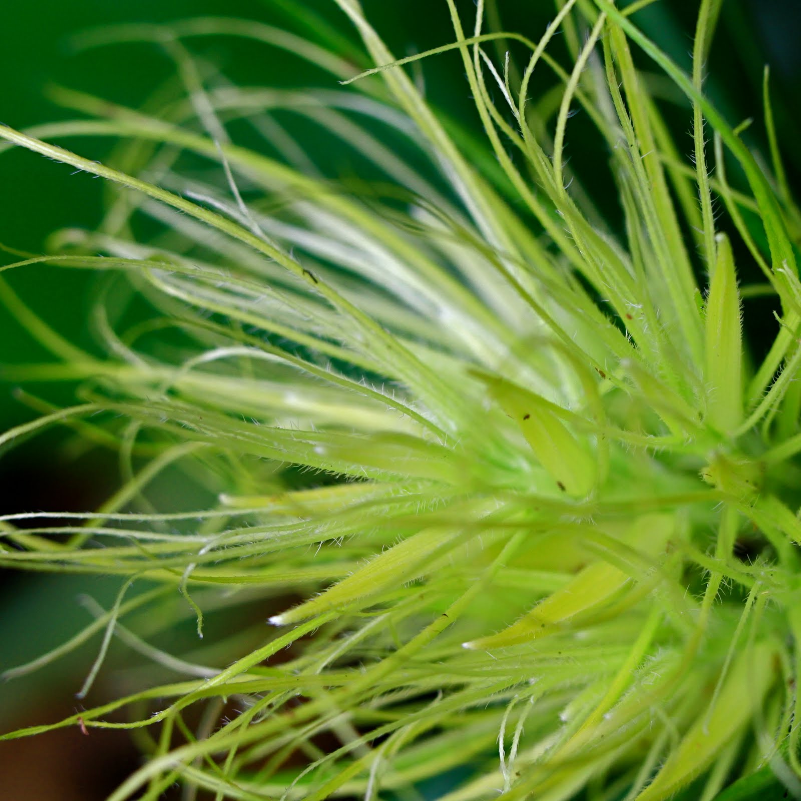 Journey Through Paradise Schaueria Flavicoma Golden Plume 