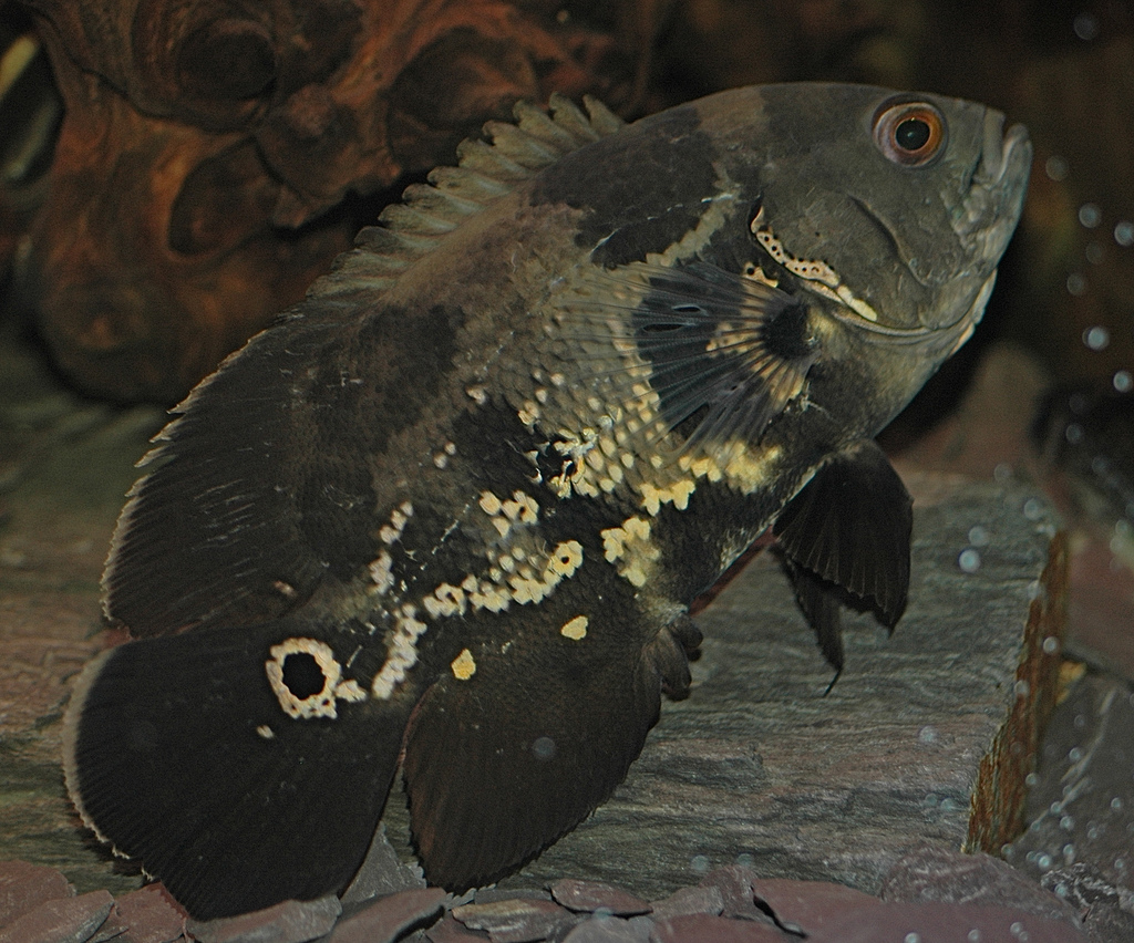 Freshwater Fish Keeper Oscar Care