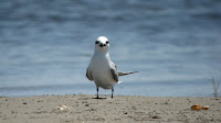 1st Summer Least Tern