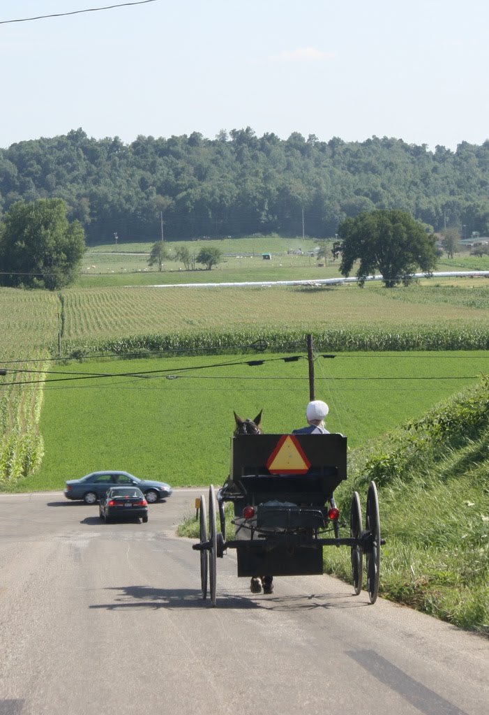 That's My Story.... Amish Buggies
