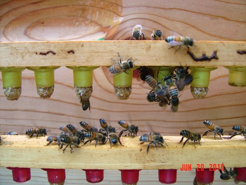 Cape Beekeeping Queen Season