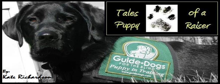 Tales of a Puppy Raiser