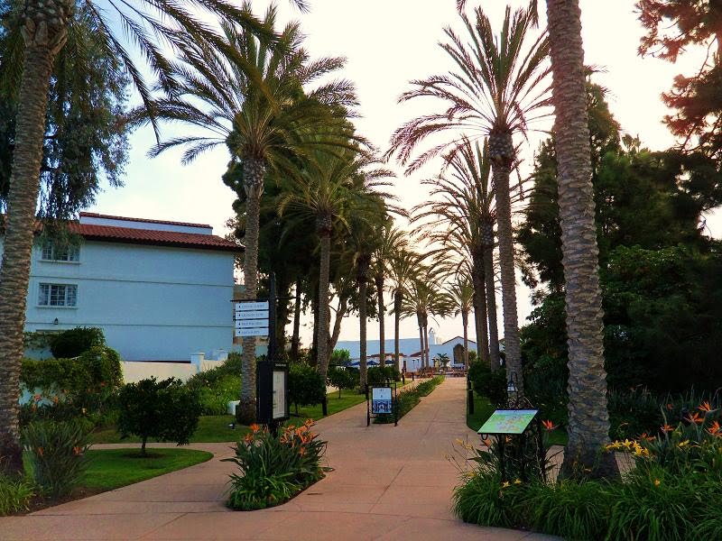 [lacosta-spa-grounds-palm-trees-lined-up-row.jpg]