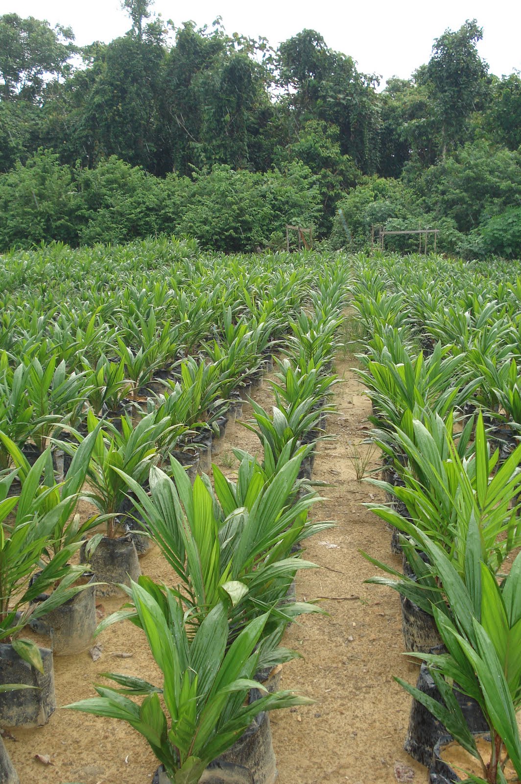 Carpe Diem Oil palm seedlings for sale.
