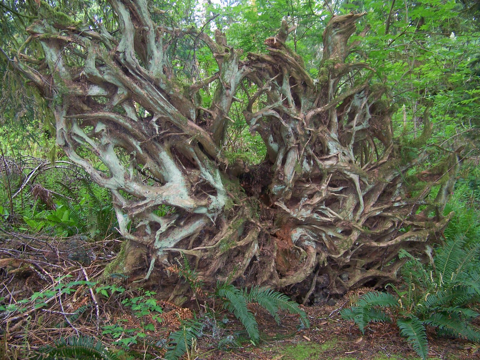 Life on a Farm in Fanny Bay: Wacky Woods