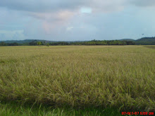 സ്വര്‍ണ്ണ പാടം